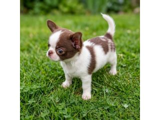 CHIHUAHUA TOY CUCCIOLI BICOLORE - pag in 12 mesi