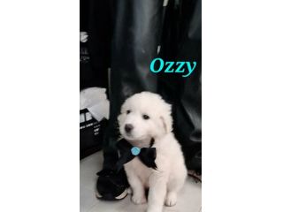 La dolcezza di OZZY aspetta il tuo Amore. Adottalo subito!