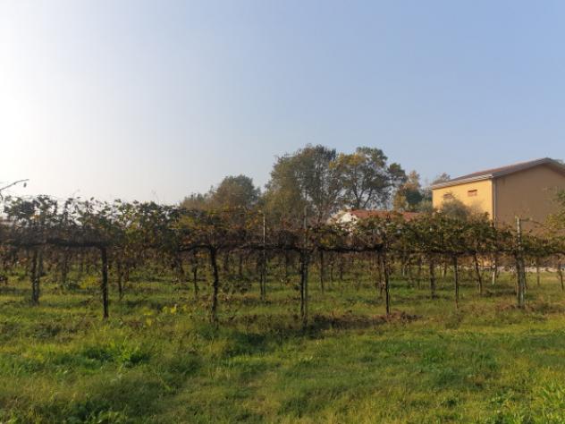 Terreno di 15000 m² in vendita a Correggio - Foto 3
