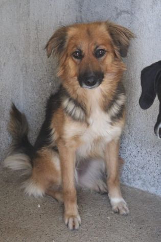 FRECCIA 4 ANNI 12 kg circa - Foto 4