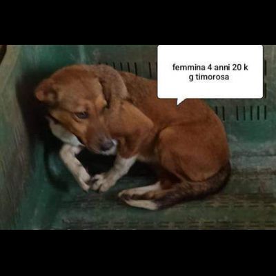 CANI IN ADOZIONE URGE AIUTARLI - Foto 9