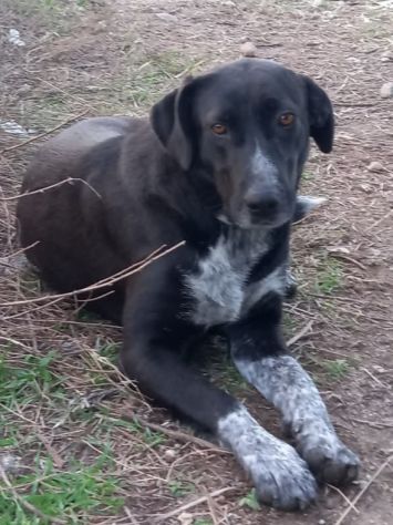 ODETTE CAGNOLINA IN ADOZIONE - Foto 4