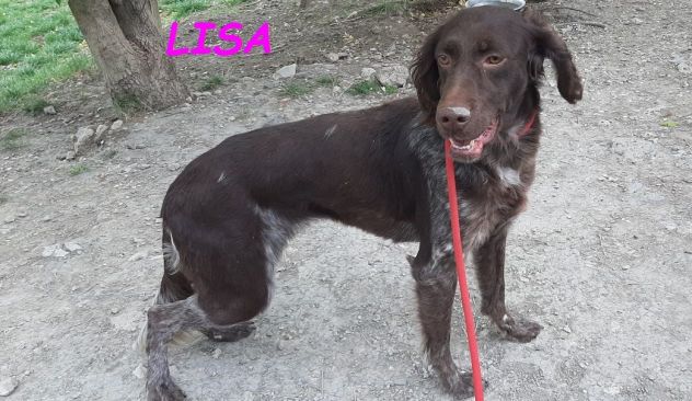 LISA 2anni timida setterina - Foto 2