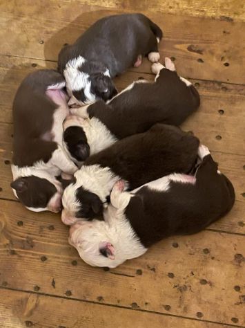 Vendesi Border collie di alta genealogia - Foto 10