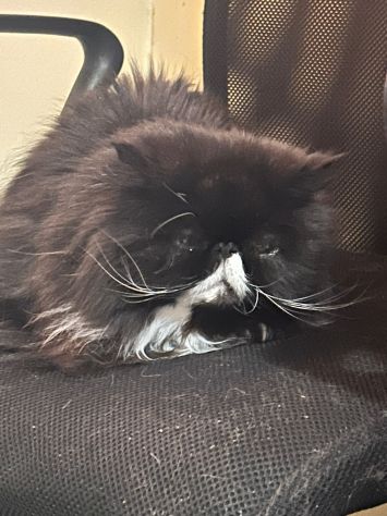 GATTI E GATTINI MERAVIGLIOSI - Foto 6