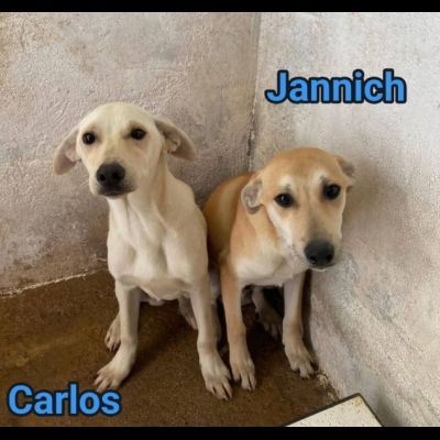 JANNICH E CARLOS CUCCIOLI IN ADOZIONE