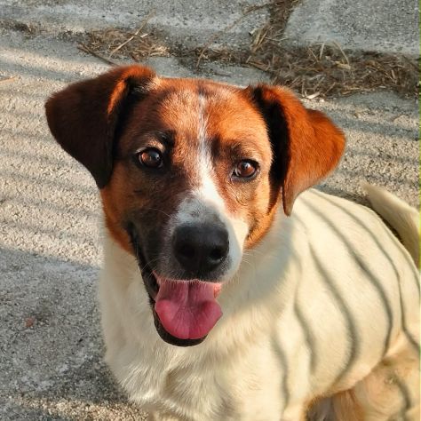 ALMA - Foto 5