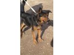 SHILA, bellissima mix rottweiler