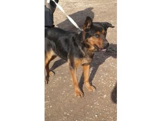 SHILA, bellissima mix rottweiler
