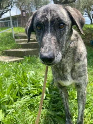 Bellissima Tea cagnolina in adozione - Foto 4