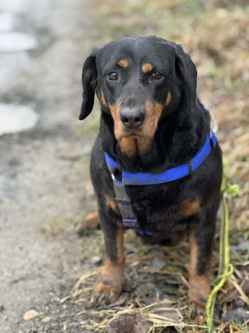 RORY, segugiotta TENERISSIMA in rifugio! - Foto 7