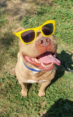 Buono Omar, pitbull, 5 anni, cane maschio - Foto 2