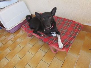MIRNA, affettuosissima cagnolina