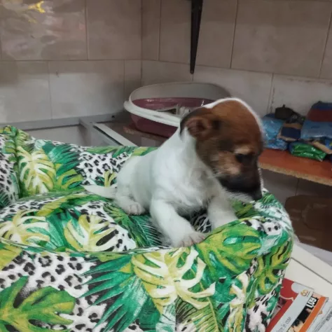 Cuccioli di jack Russell