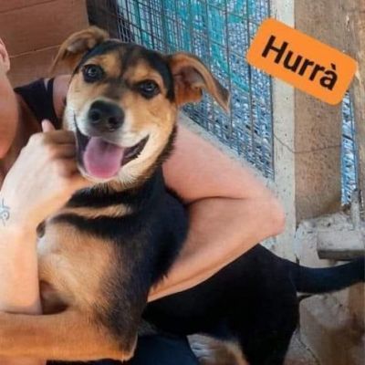 HURRA' E MONIA INVISIBILI FRA GLI INVISIBILI CAGNOLINE IN ADOZIONE