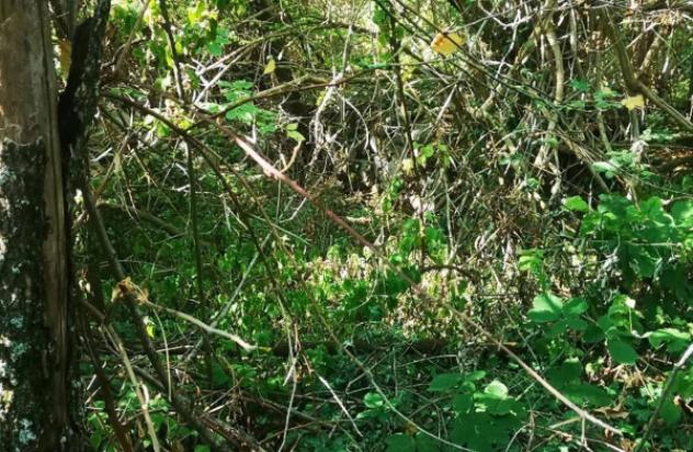 Immobile in asta di 1124 m² in vendita a Cercemaggiore - Foto 2