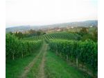 Abitazione - Vigneti - Cantina - Panorama -