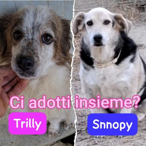TRILLY E SNOOPY 11 ANNI - Foto 3