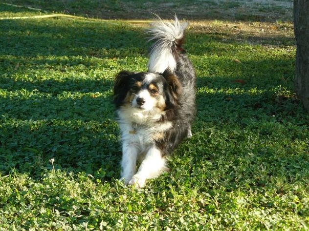Pensione cani - Foto 4