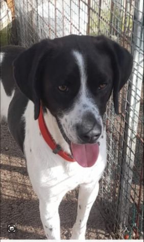 Simil Pointer 2anni e mezzo in canile si sta lasciando andare..NAPOLI