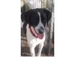 Simil Pointer 2anni e mezzo in canile si sta lasciando andare..NAPOLI