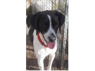 Simil Pointer 2anni e mezzo in canile si sta lasciando andare..NAPOLI