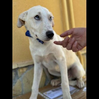SPUGNA CUCCIOLO IN ADOZIONE - Foto 3