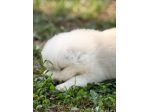 Samoiedo Cuccioli