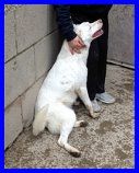 WAFER , DOLCISSIMO SOLO IN CANILE CERCA CASA - Foto 2