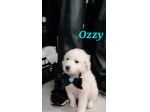 La dolcezza di OZZY aspetta il tuo Amore. Adottalo subito!