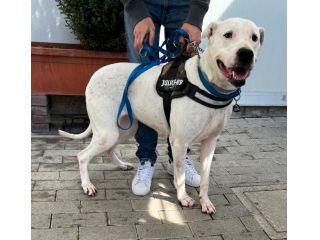 LOLA DOGO ARGENTINO
