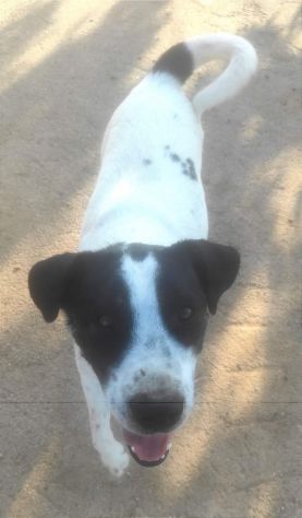 Speedy un cucciolone da sogno non ha ancora trovato casa - Foto 4