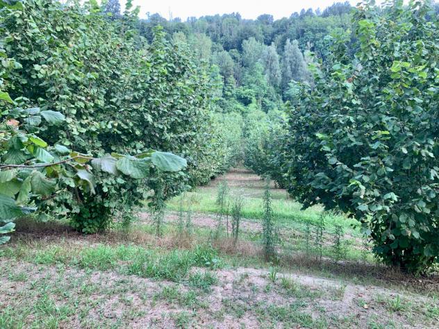 Agricolo in vendita a Dogliani - Foto 6
