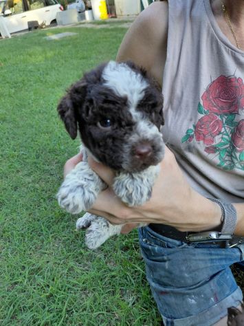 Lagotto romagnolo da tartufo - Foto 5