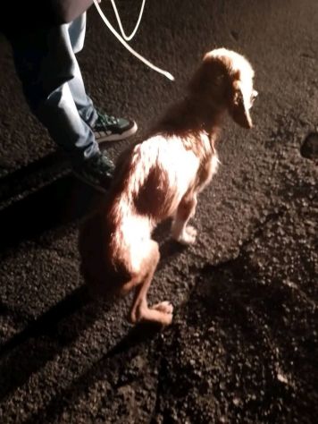 CHESTER SIMIL SPINOCINO CANE IN ADOZIONE TG MEDIO CONTENUTA - Foto 4