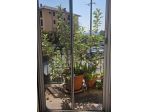 Albero di melo. Altezza circa 190 cm . Con vaso da 60 cm.
