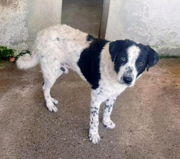 GIOBBE CAGNOLINO IN ADOZIONE