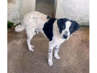 GIOBBE CAGNOLINO IN ADOZIONE