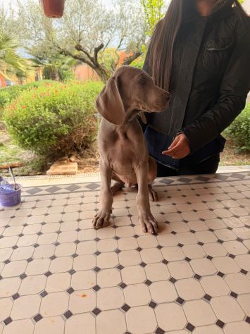 Meravigliosi Cuccioli di Weimaraner con Pedigree ENCI - Foto 8