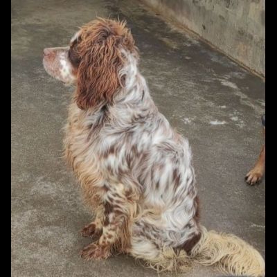 FRODO CACCIATORE DI COCCOLE, SIMIL SRINGER SPANIEL, CAGNOLINO IN ADOZIONE - Foto 6