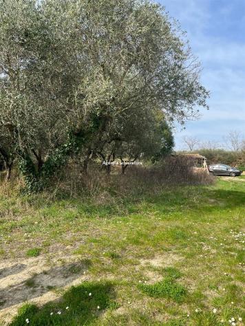 MONTEGRIDOLFO VENDESI RUDERE CON MQ. 1.222 DI TERRENO CON OLIVI - Foto 2