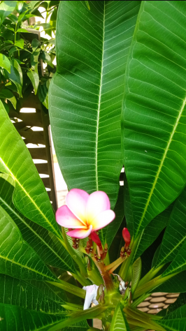PIANTA Plumeria (Frangipani) - Foto 7