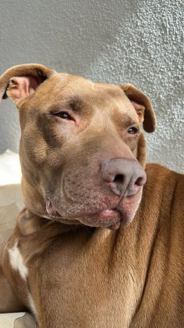 PITBULL INCR., BLITZ, 7 ANNI, URGENTE!!!!! - Foto 2
