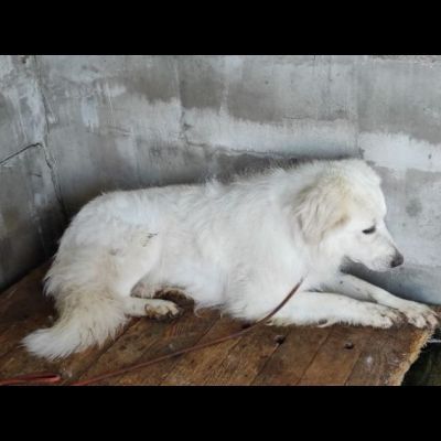 MATISSE, avvilito dal canile. CANE IN ADOZIONE - Foto 4