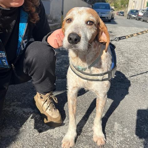 Newton il segugio con le lentiggini, adora le carezze, cane in adozione - Foto 8