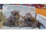 Gatti maine coon cuccioli
