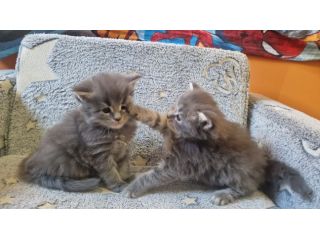 Gatti maine coon cuccioli