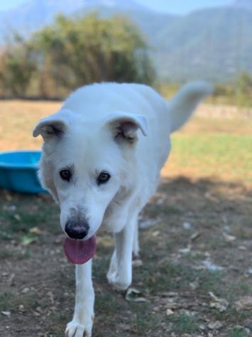 DIMENTICATI DAL MONDO NIKO CANE IN ADOZIONE - Foto 2