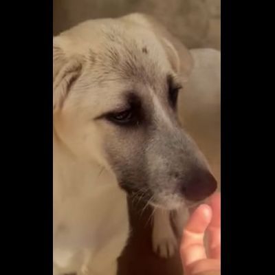SAVERIO CUCCIOLO IN ADOZIONE - Foto 8