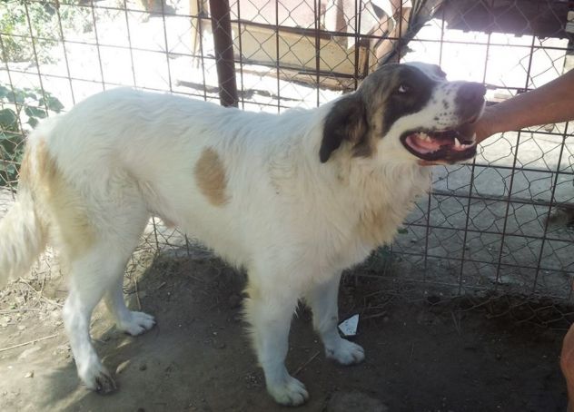ERNESTO, stupendo cucciolone mix San Bernardo - Foto 4